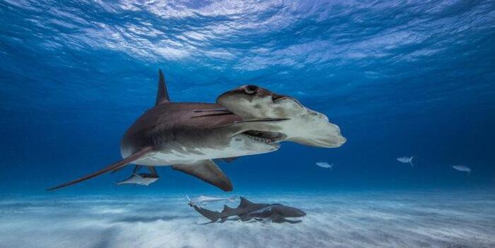 tiburones