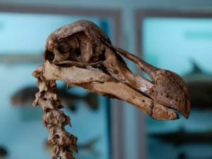 Biología de la resurrección, revivir especies extintas, ADN antiguo, laboratorios de investigación, Jurassic Park, recreación de organismos, virus zombi, riesgos para la salud, virus antiguos, permafrost y virus, amenazas de virus, antibióticos de la Edad de Hielo, superbacterias resistentes, ADN de fósiles, extinciones aceleradas, biotecnología y genética, mamut lanudo, dodo de Mauricio, ingeniería genética, biología sintética.
