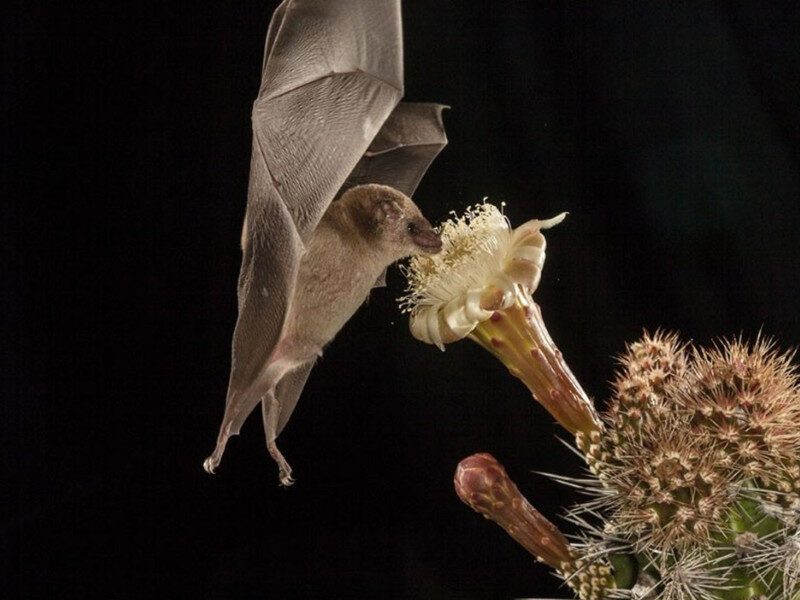 murciélagos