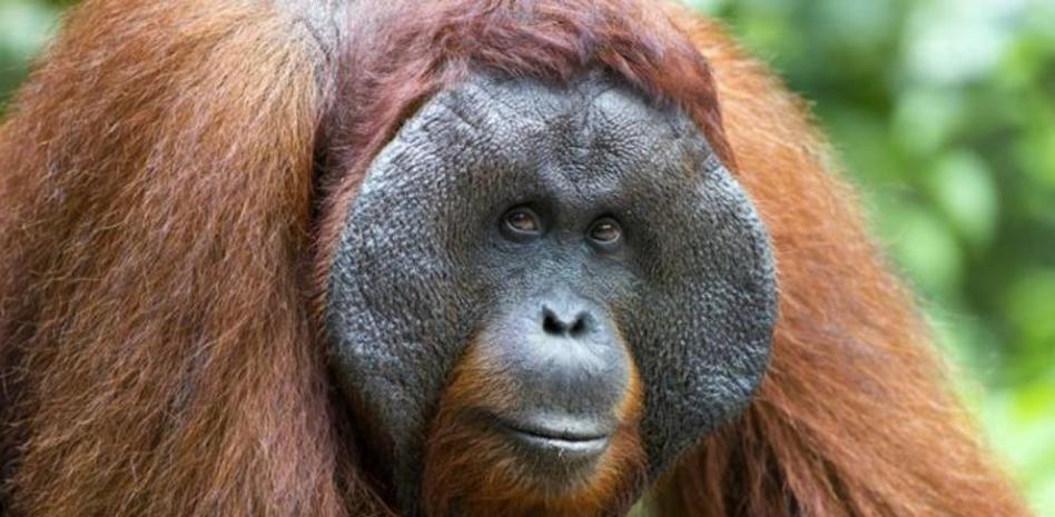 Orangután