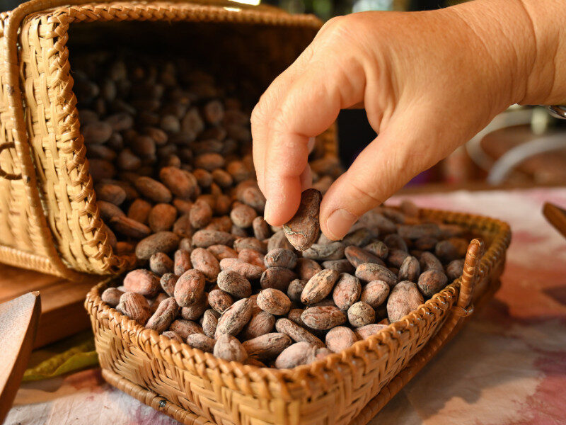 cacao 