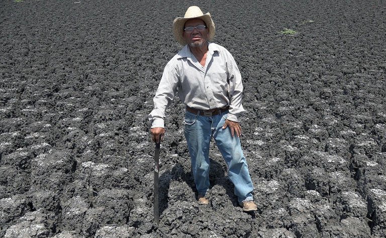 campesinos