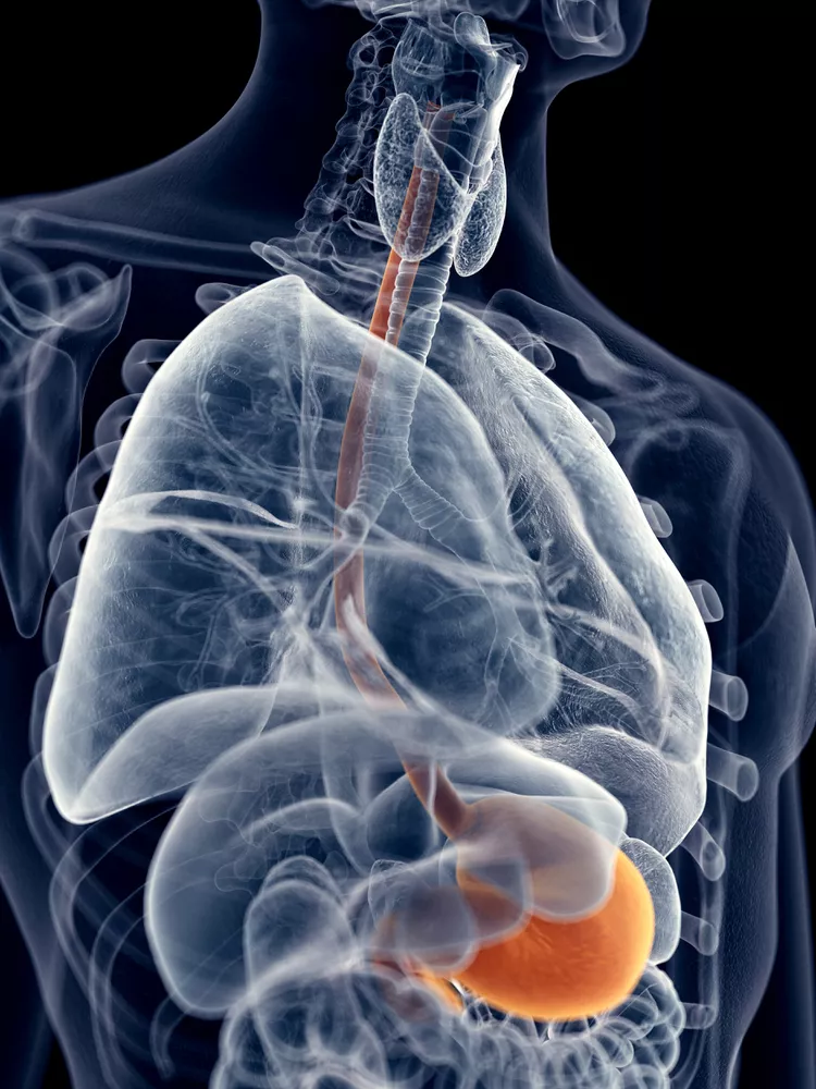 Dolor abdominal, Malestar en el abdomen, Causas de dolor debajo de las costillas, Síntomas de malestar abdominal, Órganos internos y malestar, Problemas gastrointestinales, Ataque cardíaco, Angina y dolor en el pecho, Pericarditis, Gases atrapados, Constipación, Reflujo gastroesofágico, Síndrome del intestino irritable, Enfermedad inflamatoria intestinal, Cálculos renales, Neumonía, Pleuresía, Pulmón colapsado, Costocondritis, Apendicitis, Consulta médica, Dolor abdominal severo, Síntomas mortales, Atención médica inmediata, Automedicación, Eddy Warman, Eddy Warman de Noche, Eddy Warman TV, Eddy Warman Noticias