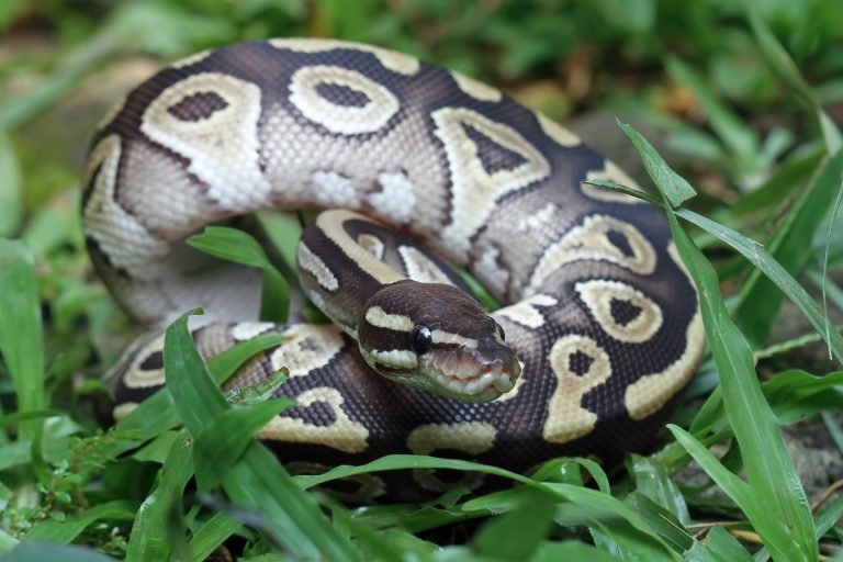 serpiente