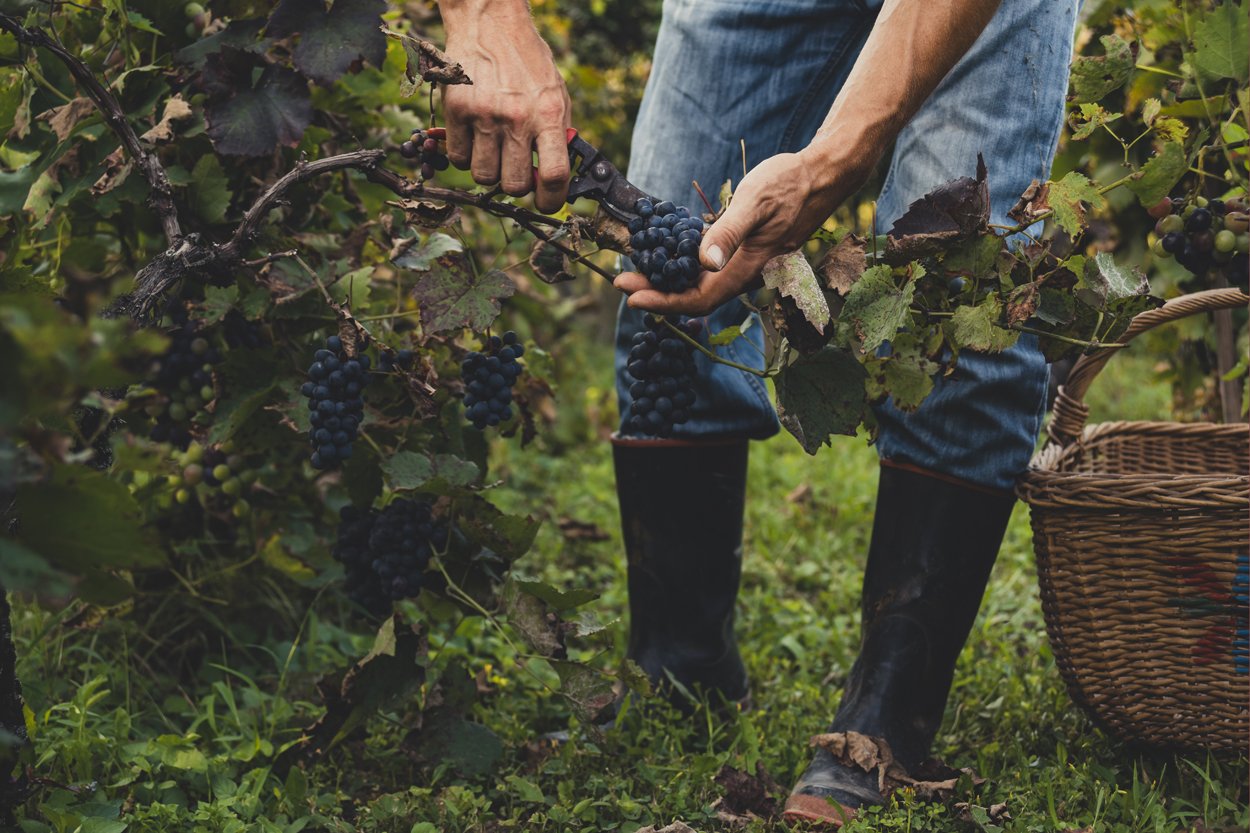 vitivinicultura en México, vinos naturales, vinos orgánicos, prácticas sostenibles, mínima intervención, autenticidad en vinos, calidad vitivinícola, producción vinícola sostenible, vinos biodinámicos, diferencias entre vinos orgánicos y naturales, legislación de vinos orgánicos, bodegas mexicanas orgánicas, principios de la biodinámica, vinos naturales y su filosofía, impacto ambiental en la viticultura, Valle de Guadalupe, Valle de Parras, prácticas vitivinícolas en Guanajuato, compromiso con la sostenibilidad, evolución de la vitivinicultura mexicana, vinos mexicanos, organicos, naturales, eddy warman, eddy warman tv, eddy warman de noche, eddy warman gastronomia,