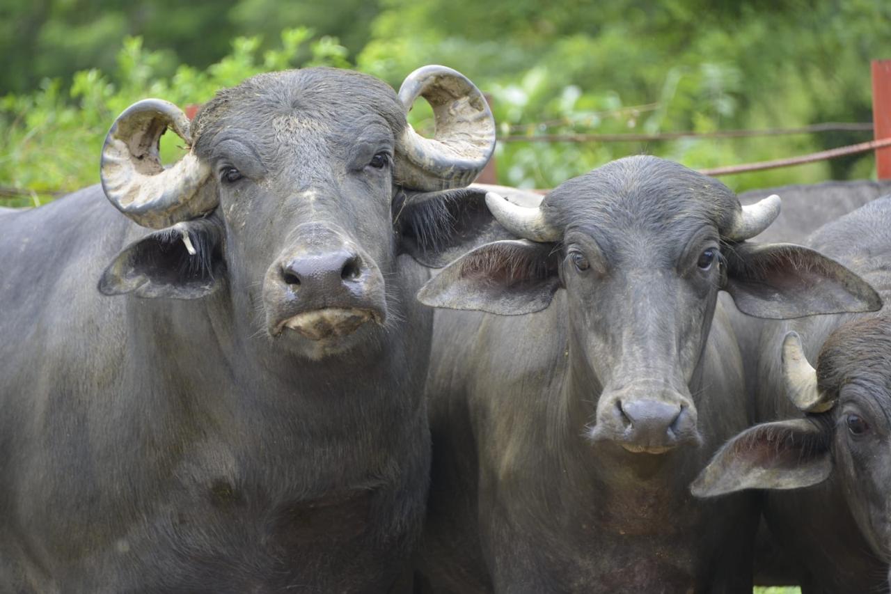 Aquí tienes 20 etiquetas relacionadas con el contenido proporcionado:búfalos en México, mozzarella di bufala, producción sustentable, empoderamiento de mujeres, gastronomía mexicana, cría de búfalos, industria láctea, carne de búfalo, mozzarella artesanal, leche de búfala, desarrollo rural, agricultura orgánica, biodiversidad en México, innovación ganadera, productos locales, alimentación saludable, quesos tradicionales, alternativas de carne, medicina veterinaria, economía rural