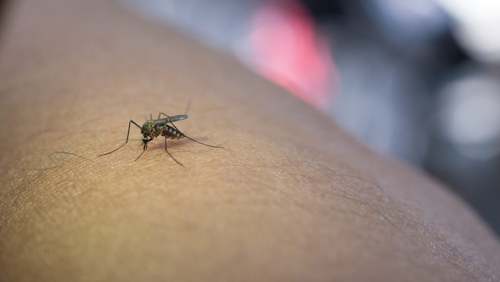 DENGUE