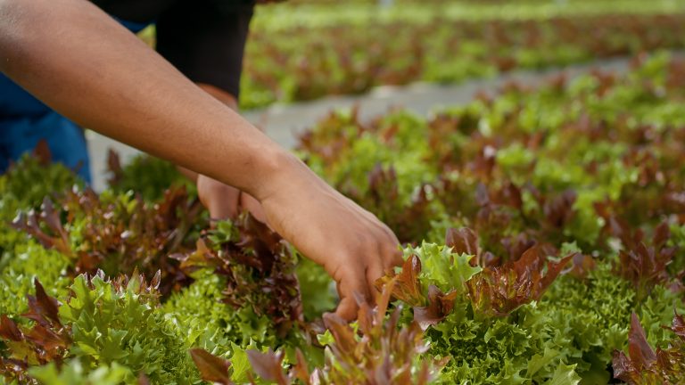 Pesticidas