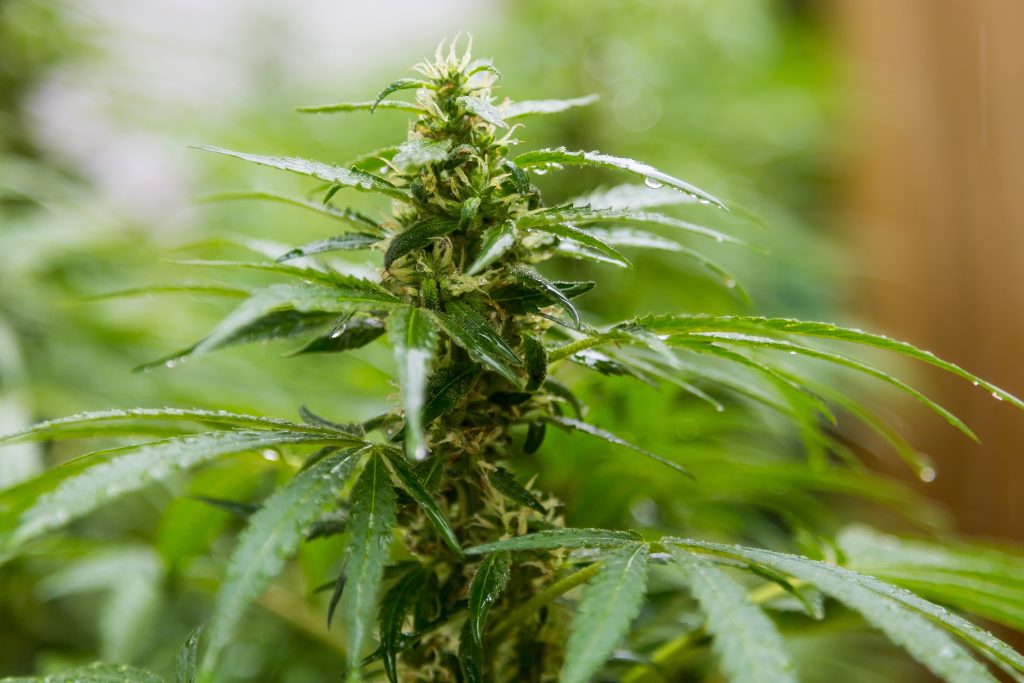 legalización