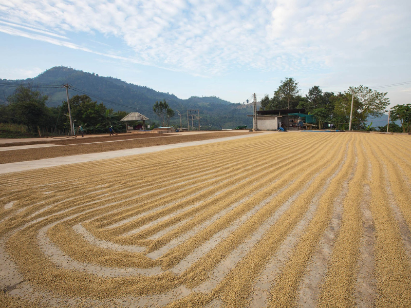Denominación de Origen, café mexicano, Veracruz, Chiapas, caficultura, calidad del café, protección del café, Pluma Hidalgo, IMPI, Consejo Veracruzano del Café, variedades de café, café arábiga, DOF, COMCAFE, cultivo sustentable, café orgánico, producción de café, herencia cultural, desarrollo regional, café typica, desafíos del café