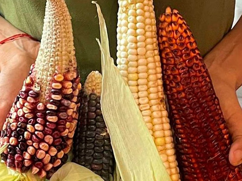 diacá, cocina guatemalteca, tradición e innovación, ingredientes locales, chef Debora Fadul, mixología artesanal, experiencia gastronómica, menú estacional, hospitalidad, sabores olvidados, aperitivos creativos, ceviche guatemalteco, productos frescos, recetas tradicionales, herencia culinaria, gastronomía costera, maridaje, pre postre, panna cotta de elote, festival de sabores, guatemala,