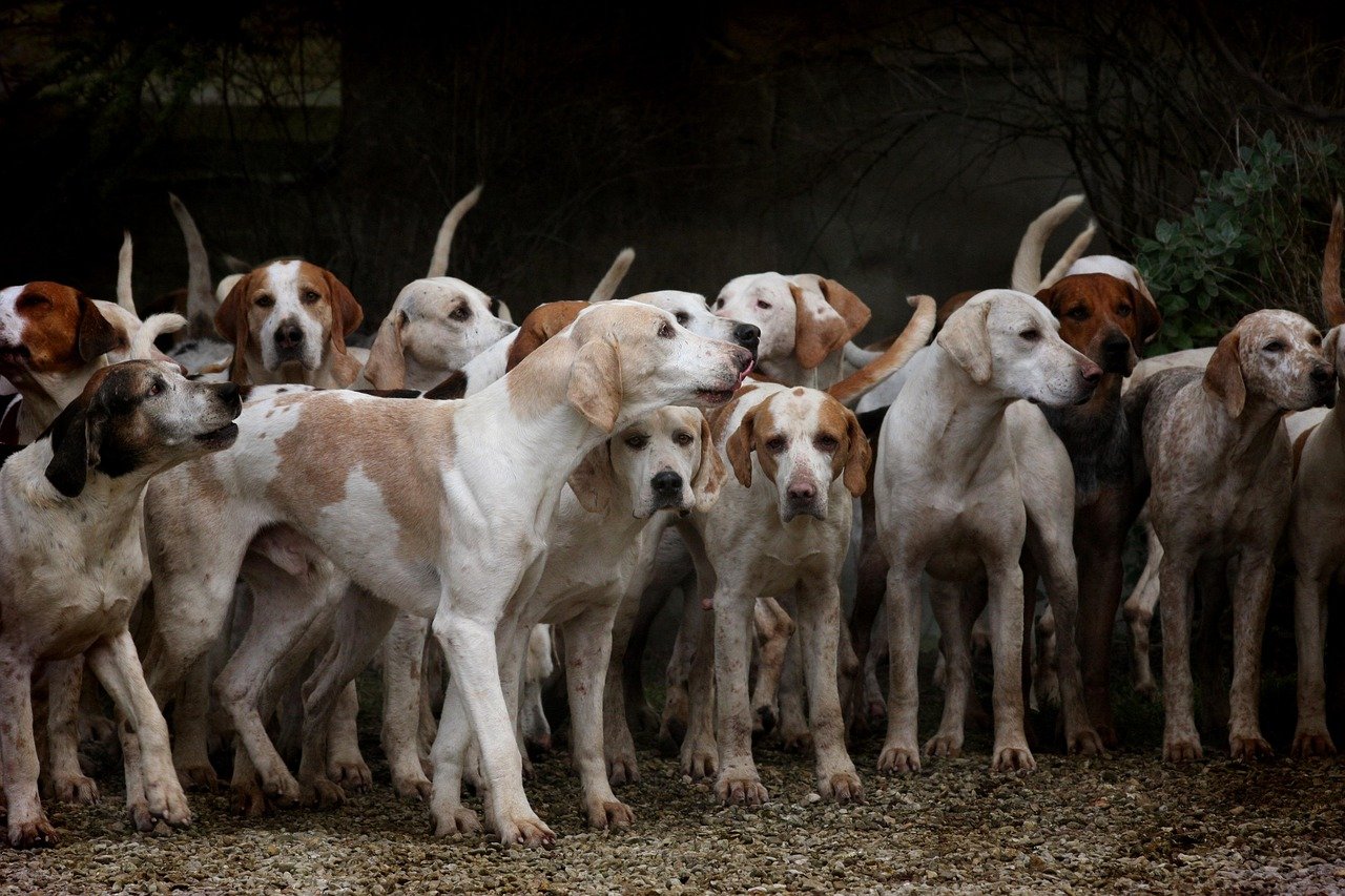 Perros