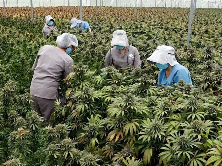 Cannabis medicinal, Problemas regulatorios, Industria del cannabis en Colombia, Venta legal de cannabis, Inversión en industria del cannabis, Crisis en industria del cannabis, Regulaciones en cannabis, Leyes del cannabis en Colombia, Exportaciones de cannabis, Mercado local de cannabis, Cannabis para uso recreativo, Autocultivo de cannabis, Inversiones extranjeras en cannabis, Aseguradoras y cannabis, Khiron Life Science, Regulación del cannabis, Problemas en la regulación del cannabis, Narcotraficantes y cannabis, Cierre de empresas de cannabis, Impacto económico del cannabis.