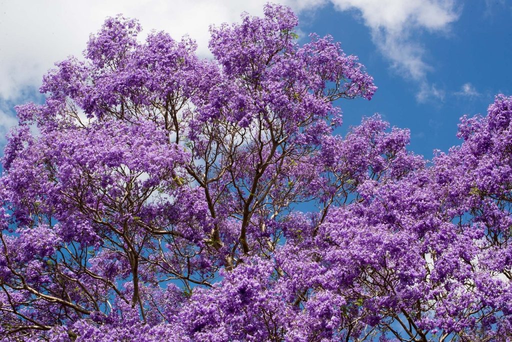 Jacarandas