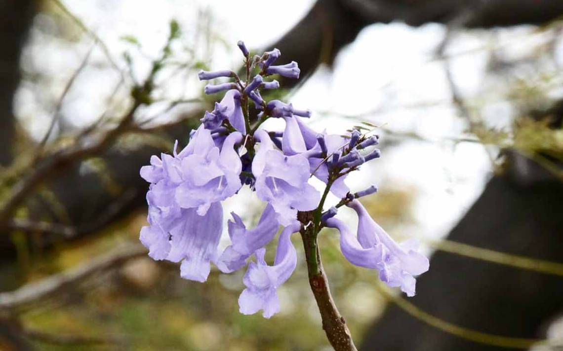 JACARANDA