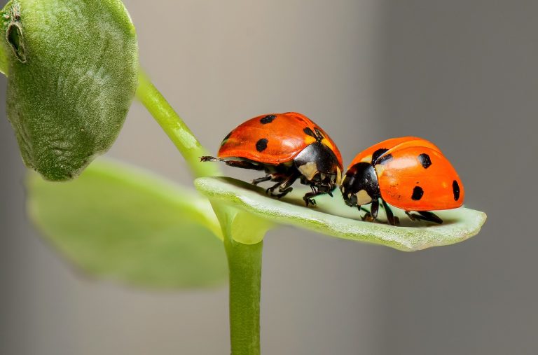 Catarinas