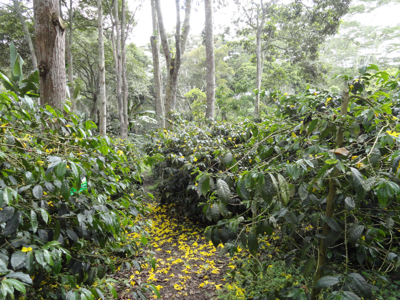cafés de origen, terroir colombiano, café especial, micro lotes, denominación de origen, single vineyard, caturra colombiana, café Samaniego, suelos volcánicos, café Mesa de los Santos, café San Alberto, café Xué, microclima cafetero, cafés de altura, frutos rojos en café, sabores cítricos en café, café artesanal, caficultura colombiana, café gourmet, cultivo sostenible