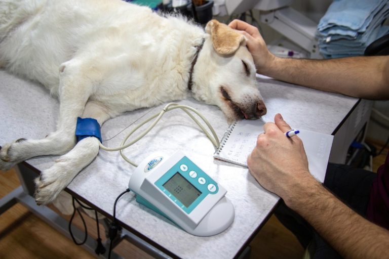 Estados Unidos, Enfermedad respiratoria, Perros afectados, Tratamientos habituales, Neumonía, México, National Geographic España, Secretaría de Relaciones Exteriores de México, Portal Veterinaria México, SAGARPA, I Stock, Investigadores estadounidenses, Informe online, Tos, ojos llorosos, estornudos, Nueva forma de infección bacteriana, Laboratorio Diagnóstico Veterinario de New Hampshire, Bacteria rara, Dr. David Needle, Síntomas en perros, Prevención y medidas