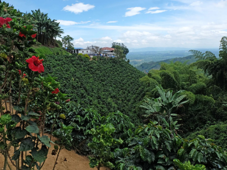cafés de origen, terroir colombiano, café especial, micro lotes, denominación de origen, single vineyard, caturra colombiana, café Samaniego, suelos volcánicos, café Mesa de los Santos, café San Alberto, café Xué, microclima cafetero, cafés de altura, frutos rojos en café, sabores cítricos en café, café artesanal, caficultura colombiana, café gourmet, cultivo sostenible