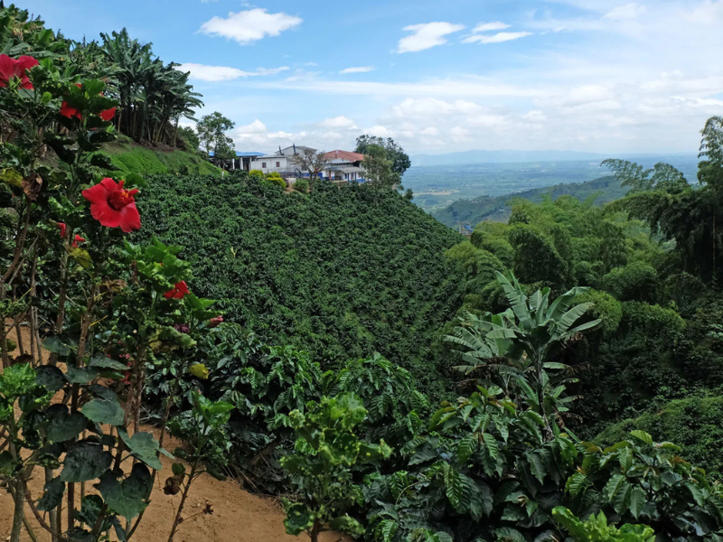cafés de origen, terroir colombiano, café especial, micro lotes, denominación de origen, single vineyard, caturra colombiana, café Samaniego, suelos volcánicos, café Mesa de los Santos, café San Alberto, café Xué, microclima cafetero, cafés de altura, frutos rojos en café, sabores cítricos en café, café artesanal, caficultura colombiana, café gourmet, cultivo sostenible