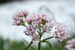 hierbas, fitoterapia, herbalismo, medicina natural, plantas medicinales, Valeriana, Cardo Mariano, hierba de San Juan, efectos secundarios, medicina alternativa, salud, tradición, cultura, historia, beneficios, riesgos, uso seguro, profesional de la salud, interacciones medicamentosas, medicina herbal, Clínica Mayo, fitoterapia contemporánea, investigación, propiedades medicinales, anafilaxia, diabetes, hierbas en la historia, suplementos herbarios, seguridad, precaución, uso responsable, fitoterapia moderna