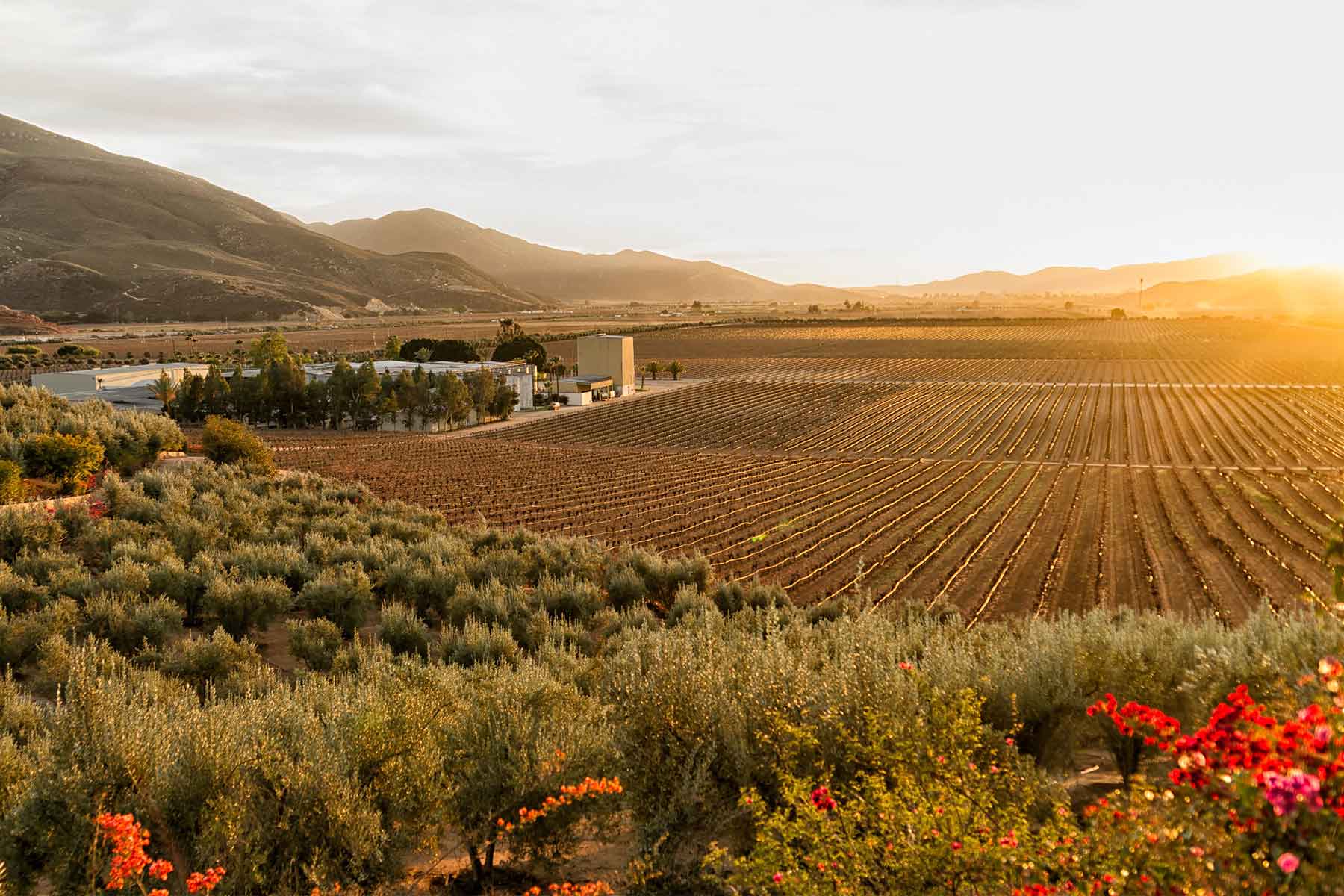 vitivinicultura en México, vinos naturales, vinos orgánicos, prácticas sostenibles, mínima intervención, autenticidad en vinos, calidad vitivinícola, producción vinícola sostenible, vinos biodinámicos, diferencias entre vinos orgánicos y naturales, legislación de vinos orgánicos, bodegas mexicanas orgánicas, principios de la biodinámica, vinos naturales y su filosofía, impacto ambiental en la viticultura, Valle de Guadalupe, Valle de Parras, prácticas vitivinícolas en Guanajuato, compromiso con la sostenibilidad, evolución de la vitivinicultura mexicana, vinos mexicanos, organicos, naturales, eddy warman, eddy warman tv, eddy warman de noche, eddy warman gastronomia,