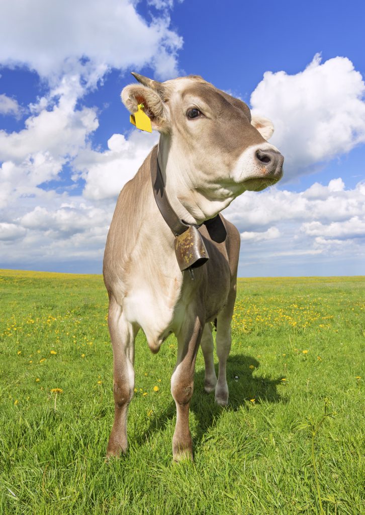 Vaca