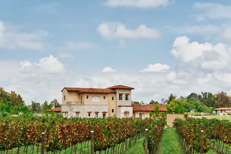 vitivinicultura en México, vinos naturales, vinos orgánicos, prácticas sostenibles, mínima intervención, autenticidad en vinos, calidad vitivinícola, producción vinícola sostenible, vinos biodinámicos, diferencias entre vinos orgánicos y naturales, legislación de vinos orgánicos, bodegas mexicanas orgánicas, principios de la biodinámica, vinos naturales y su filosofía, impacto ambiental en la viticultura, Valle de Guadalupe, Valle de Parras, prácticas vitivinícolas en Guanajuato, compromiso con la sostenibilidad, evolución de la vitivinicultura mexicana, vinos mexicanos, organicos, naturales, eddy warman, eddy warman tv, eddy warman de noche, eddy warman gastronomia,