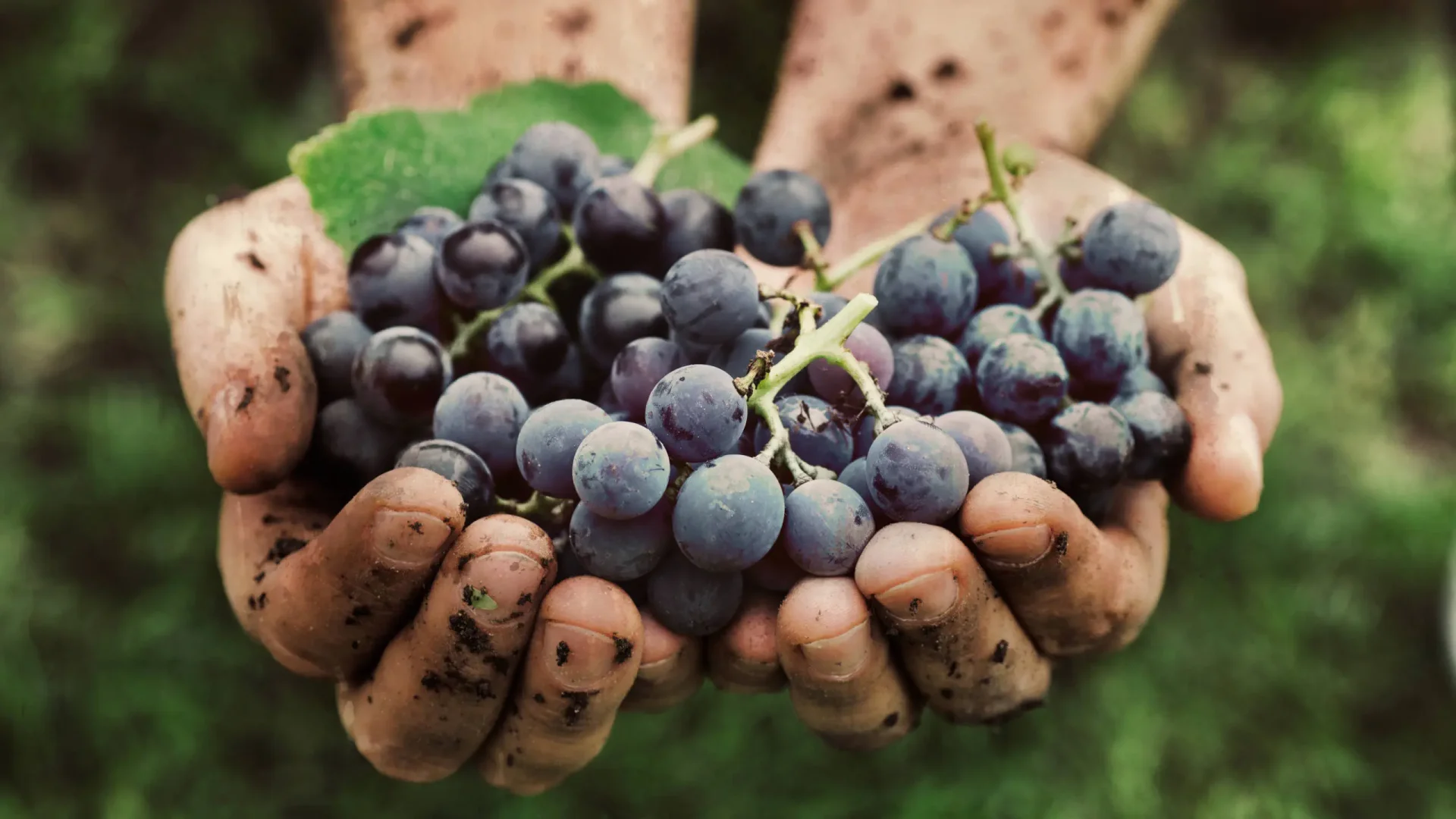 vitivinicultura en México, vinos naturales, vinos orgánicos, prácticas sostenibles, mínima intervención, autenticidad en vinos, calidad vitivinícola, producción vinícola sostenible, vinos biodinámicos, diferencias entre vinos orgánicos y naturales, legislación de vinos orgánicos, bodegas mexicanas orgánicas, principios de la biodinámica, vinos naturales y su filosofía, impacto ambiental en la viticultura, Valle de Guadalupe, Valle de Parras, prácticas vitivinícolas en Guanajuato, compromiso con la sostenibilidad, evolución de la vitivinicultura mexicana, vinos mexicanos, organicos, naturales, eddy warman, eddy warman tv, eddy warman de noche, eddy warman gastronomia,