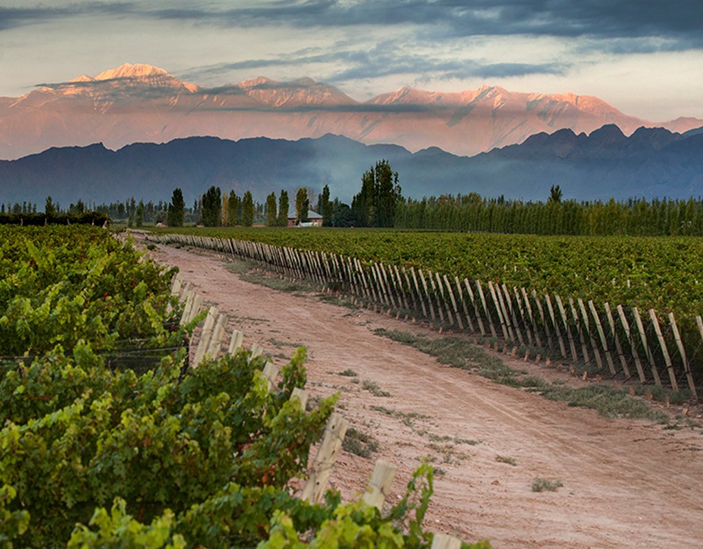 Trivento, Malbec, Global Wine 2023, Tradición, German Di Cesare, Chief Winemaker, Mendoza, Pasión, Distinción, Vinos Artesanales, Terroir, Identidad, Viñedos, Alta Gama, Viticultores Argentinos, Cultura Vinícola, Microterroirs, Diversidad, Luján de Cuyo, Valle de Uco, Denominaciones de Origen Controladas, DOC, Suelos, Topografías, Microclimas, Datos, Bodegas, Ventas, Europa, Viñedos, Maipú, Sustentabilidad, Pacto Global, Naciones Unidas, Desarrollo Sostenible, Trivento Golden Reserve Malbec, Excelencia, Vino Argentino, Medalla de Oro, Puntos, Global Wine, Cosecha 2020, Trayectoria, Comunidad, Mexicano, Joya, Promoción Internacional, Luján de Cuyo, Terruño, Vinos Premium, Suavidad, Cuerpo, Notas, Bayas Oscuras, Especias, Experiencia Sensorial, Vinificación, Crianza, Barrica de Roble Francés, Foudres, Color, Aroma, Taninos, Final Aterciopelado, Maridaje, Temperatura de Servicio, Potencial de Guarda.